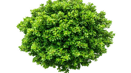 Lush green bush in the shape of a ball, top view, cut out transparent