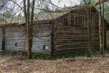 Old abandoned log hut in the forest.