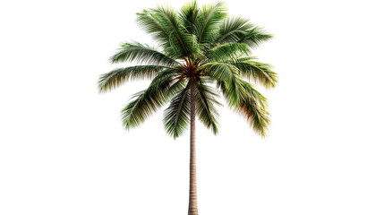 Detailed palm tree illustration on black backdrop, cut out transparent