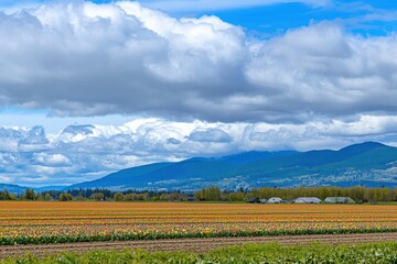 Fototapeta premium Tulip Field Panorama A vibrant field of multicolored tulips under a bright blue sky with fluffy white clouds. 