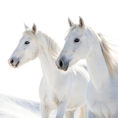 Obraz premium Two white horses are standing together in a snowy landscape