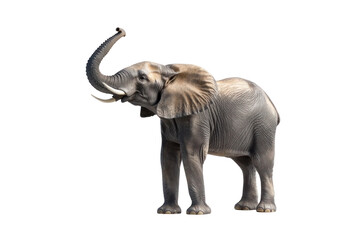 Obraz premium elephant isolated on white background 