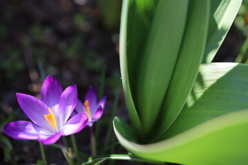 Obraz premium early violet crocus flower detailed
