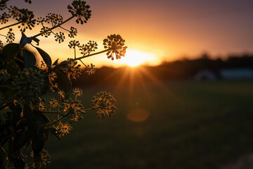 Matin de septembre ii