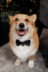 A New Year's dog with a corgi breed