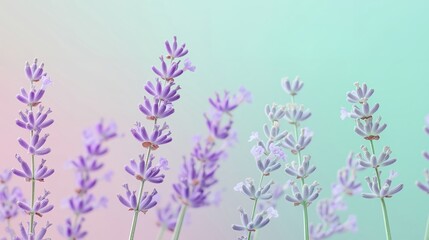 Serene Lavender Blossoms in Pastel Hues a Delicate Floral Display with Soft Focus and a Dreamy Background Evoking Calm and Tranquility