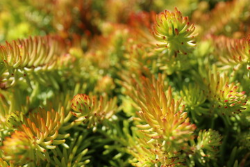 rock plant detailed lemon ball macro