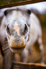 white horse head close up