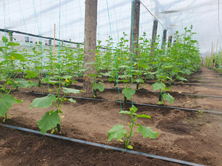 Cucumber plant cultivation in vegetable greenhouse