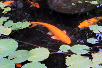 Koi Fish in a Pond with Floating Leaves