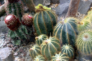 Parodia magnifica &ndash; Golden Ball Cactus with Spiny Ridges