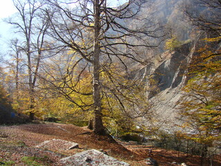 autumn in the forest