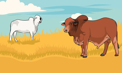 brahman cattle on green grass bund