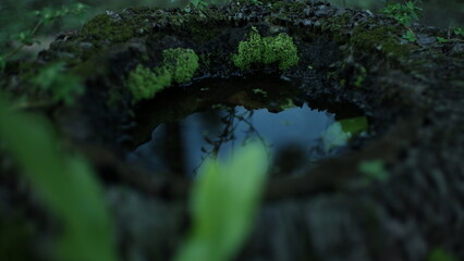 The image shows a close-up of a tree trunk with a small pool of water collected in its hollow. There is green moss growing around the edge of the hollow.