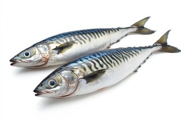Fototapeta premium Two fresh raw mackerel fish displayed on a white surface
