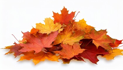 pile of autumn maple colored leaves isolated fall leaves cut out