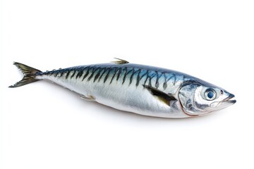 A fresh mackerel lies on a plain white background perfectly