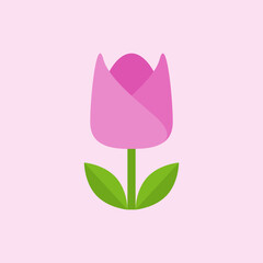 illustration of tulip on the pink background