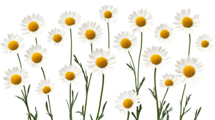 Blooming daisies with yellow centers, field flowers, cut out transparent