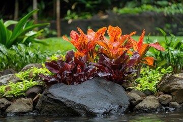 Vibrant tropical foliage in a garden bed by a small stream.  Colorful plants with orange and reddish leaves cluster around dark rocks, nestled in a lush garden setting