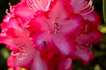 Flor de azalea rosa y blanca con hormiga dentro 