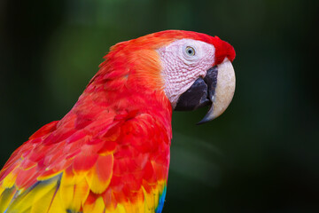 Fototapeta premium Ave