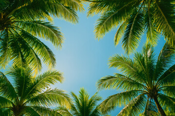 Fototapeta premium Tropical Palm Trees Against Clear Blue Sky