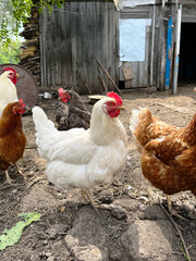 Group of white, brown and spotted free range chickens in rural farm yard. Concept agriculture, egg production