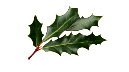 Holly leaves with spiked edges on black background, cut out transparent