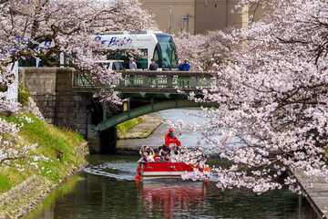 富山県のさくらの名所・松川公園の桜と路面電車と遊覧船