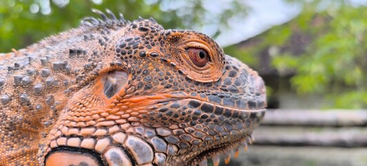 close up of iguana