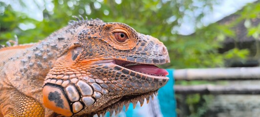 iguana on tree