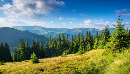 coniferous forest on the grassy hillside beautiful travel destination sunny day carpathian mountain landscape on ukraine in summer scenery on borzhava ridge remote ukrainian highland region