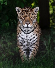 Panther 
