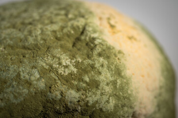 Close-up image of a rotten lemon covered in mold. Rotten citrus fruit with green and white fungus,...