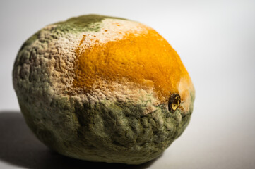 Close-up image of a rotten lemon covered in mold. Rotten citrus fruit with green and white fungus, symbolizing food waste, decomposition and natural organic processes, selective focus