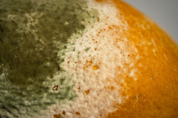 Close-up image of a rotten lemon covered in mold. Rotten citrus fruit with green and white fungus,...