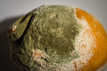 Close-up image of a rotten lemon covered in mold. Rotten citrus fruit with green and white fungus, symbolizing food waste, decomposition and natural organic processes, selective focus