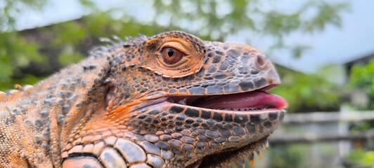 iguana on tree