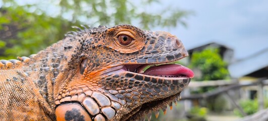 close up of a iguana