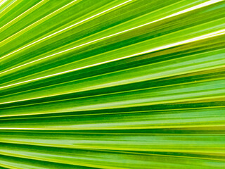 Palm leaf texture,Green leaf background textures ecology garden on tropical rain forest jungle banana leaves palm tree.