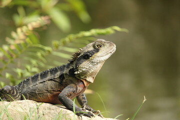Australian Water Dragon