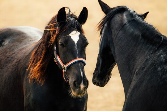Majestic black horses in a field.