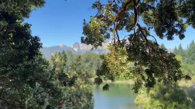 Arrayan tree, Luma apiculata in the wind, with Lake Moreno in the background, in Bariloche, Argentina.