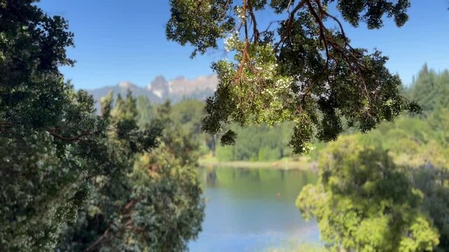 Arrayan tree, Luma apiculata in the wind, with Lake Moreno in the background, in Bariloche, Argentina.