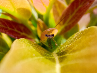 Macro photo of a green praying mantis on a green leaf