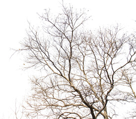 bare tree silhouette