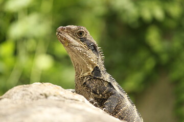 Australian Water Dragon