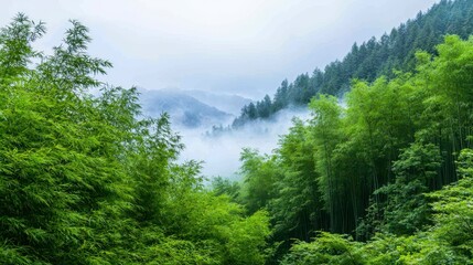 Obraz premium Misty Mountain Landscape with Lush Green Bamboo Forest