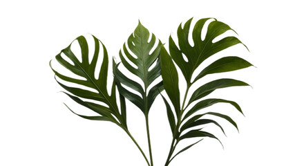 Fototapeta premium A collection of small rose leaf twigs with five leaves against a flat background.